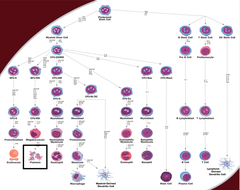 Platelet Lineage