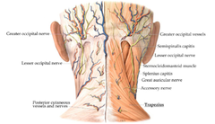 Posterior Cervical Region