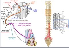 Postganglionic Cell Bodies of Sympathetics