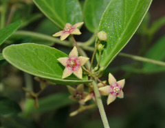 Psychotria ipecacuanha: Common name and description