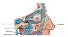 Pterygoid Venous Plexus