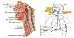 Resonance and Articulation