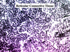 reticular connective tissue