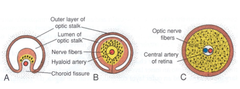 Retina Development