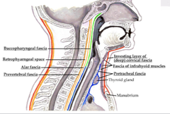 Retropharyngeal space is at risk for infection