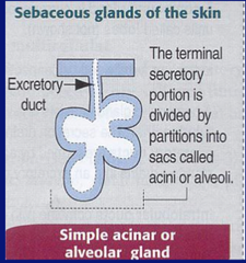 Sebaceous Glands