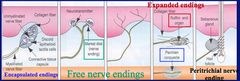 Sensory Receptors