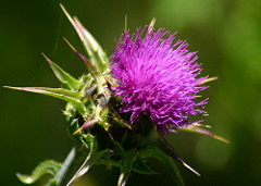 Silybum marianum: common name and description