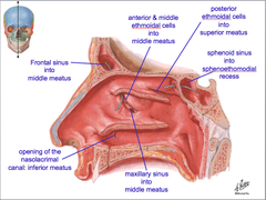 Sinuses Connecting To Meatuses