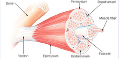 Skeletal Muscle Tissue Characteristics