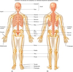 SKELETON  support and movement: the musculoskeletal system
