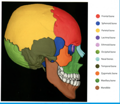 Skull Bones