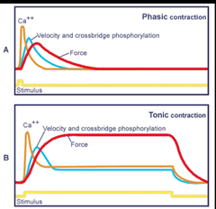 Smooth Muscle: Phasic vs. Tonic