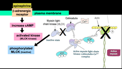 Smooth Muscle Relaxation via Epinephrine