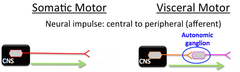 Somatic Motor vs. Visceral Motor