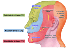 Somatic sensory innervation of the face