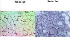 Special Connective Tissue