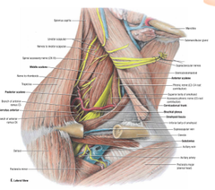 Spinal Accessory Nerve (CN XI)