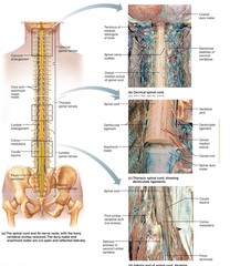 spinal foramen