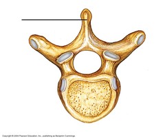 spinous process