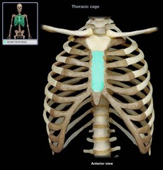 sternum