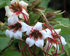 Strophanthus gratus: common name and application