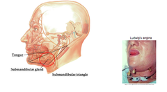 Submandibular Triangle