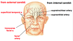 Superficial Arteries to Face and Scalp