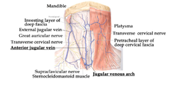 Superficial veins of the anterior cervical triangle