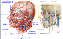 Superficial Veins of the Face and Scalp