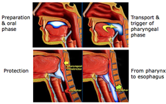 Swallowing Reflex