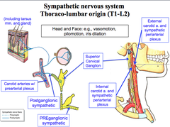 Sympathetics of Face and Scalp