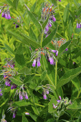 symphytum officinale: common name and description