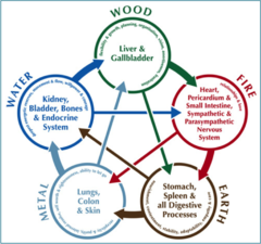 TCM Concepts - 5 Elements