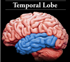 Temporal Lobe