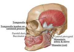 Temporalis