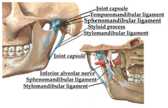 Temporamandibular Joint