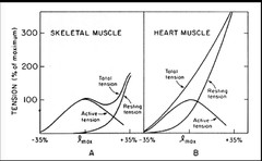 Tension Relation: Comparing Skeletal and Cardiac Muscle