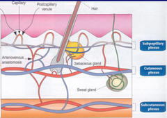 Thermoregulation