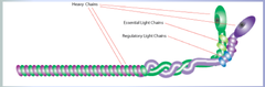 Thick Filament of Sarcomere