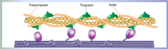 Thin Filament of Sarcomere