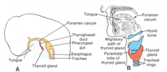 Thyroglossal Ducts & Sinuses