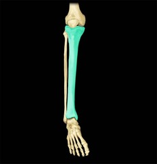 tibia