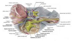 Trigeminal Nerve