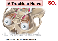 Trochlear Nerve (CN IV)