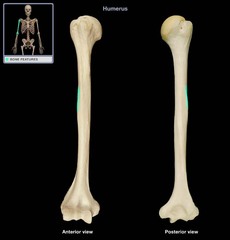 tuberosity