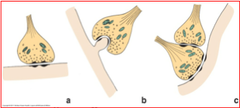 Types of Synapse