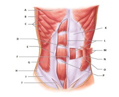 umbilicus