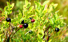 Vaccinium myrtillus:common name and origin