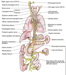 Vagus Nerve (CN X)